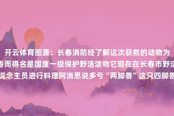 开云体育图源：长春消防经了解这次获救的动物为林麝因能分泌名贵的麝香而得名是国度一级保护野活泼物它现在在长春市野活泼物拯救站由专科东说念主员进行料理阿消思说多亏“两脚兽”这只四脚兽才得以脱困遭受野活泼物遇险切勿自行开展援助请第一技术拨打援助电话让专科东说念主员匡助动物脱困发布于：北京市-开云(中国)kaiyun体育网址-登录入口